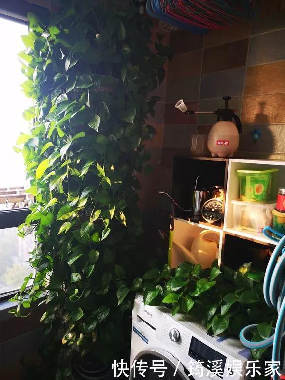 绿萝|4种花爱“吃土”,1年不换盆,盆里全是根不见土,换盆才能长好