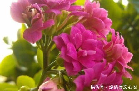 三元缓释肥|家养长寿花总是难开花做好这几个小细节,轻松花开爆满盆