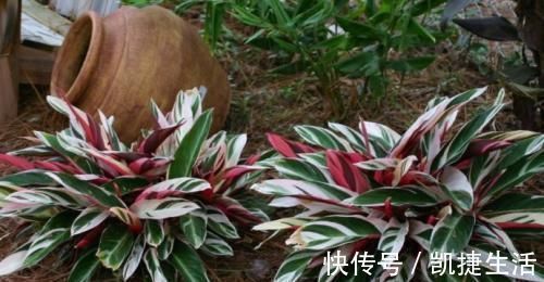 天凉了,室内养上几种花,耐阴又好养,随便养养越长越美!