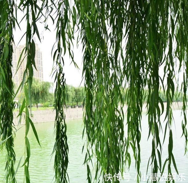 花友|兰花久久不冒新芽，喂点天然促根水，15天冒9颗芽