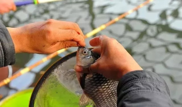 立冬后鱼口变轻如何破?不用调整技巧,使用这一物大鱼疯狂聚集!