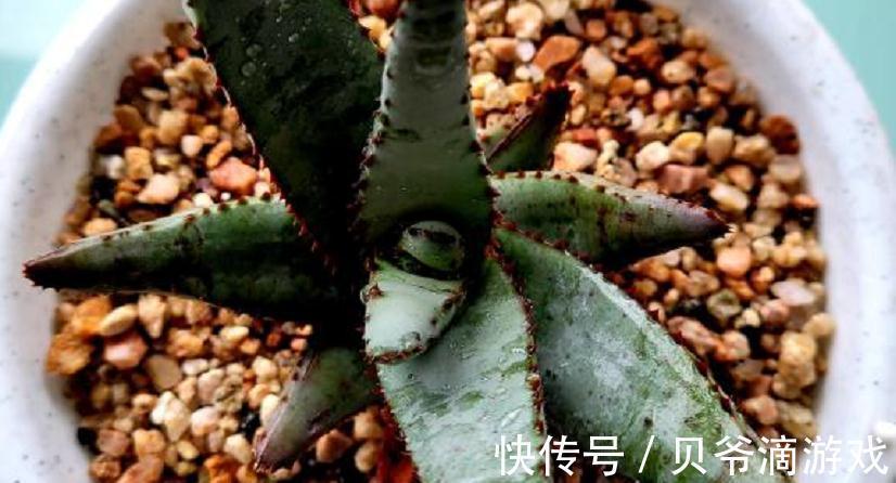 该怎么种植“家庭小药箱”芦荟?多注意4点,茎叶肥美多汁