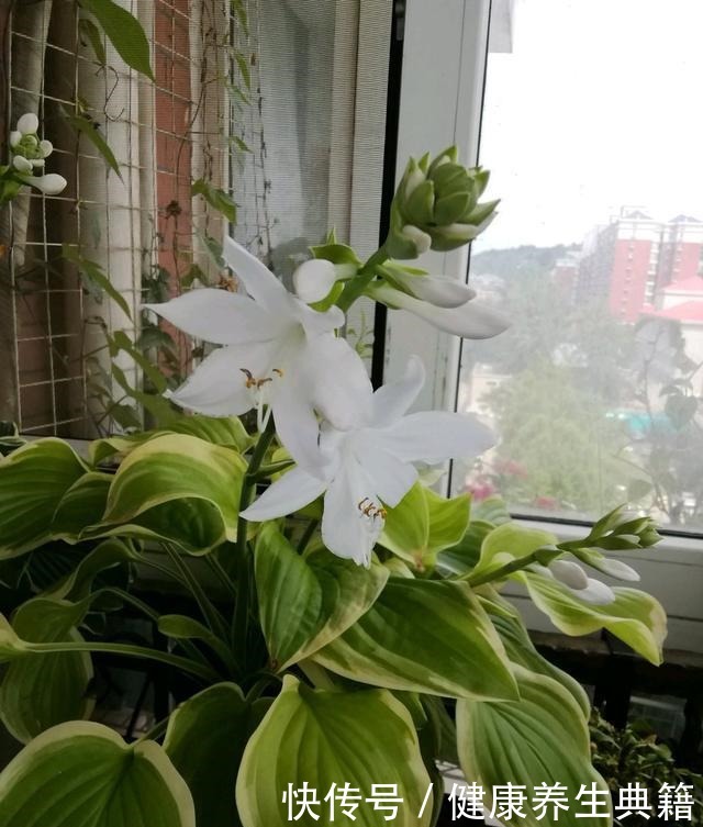 此中国传统名花，花叶都很美，香气四溢，好养如绿萝，室内也能种！