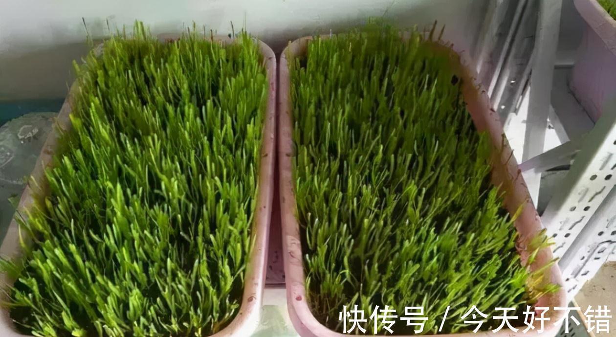 肥料|花盆种韭菜,学会1个小绝招,5天割一茬吃都吃不完