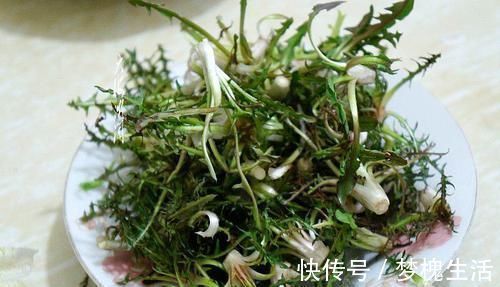 药用价值|农村风吹满天飞的野草,人称“尿床草”,是中药材的八大金刚之一