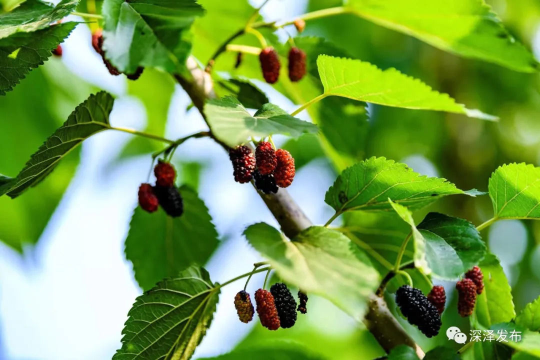 深泽|深泽：桑葚采摘正当时 莫负初夏好时节