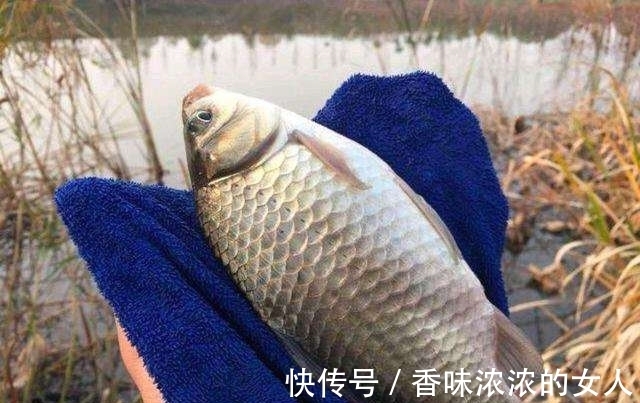 窝子|野钓难得一遇的“奇遇”半斤大鲫鱼排队咬钩,抓住机会你也行