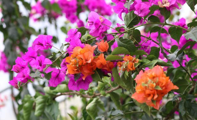 修剪|养三角梅，“5招”伺候，花芽不断冒，全年开花不断，一茬接一茬