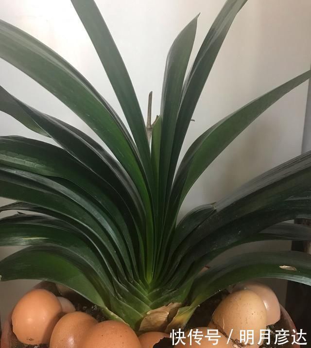 养了多年花,才知道鸡蛋壳这么处理,不生虫、肥效足,养啥啥旺