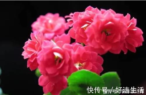 2种东西埋盆里,长寿花呼呼长,开花满盆