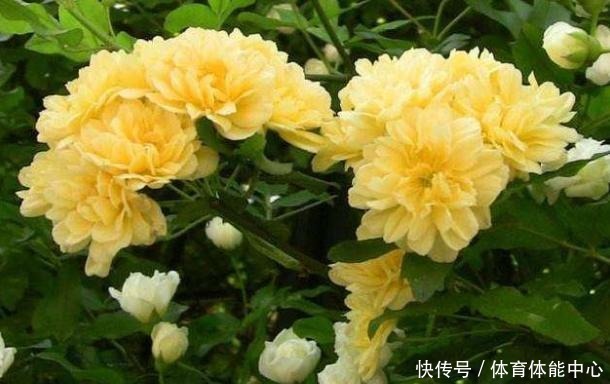 院子再小,也要养棵它,2年长一片,开花特别美,左邻右舍都说香!