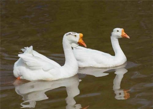 咏鹅|70岁老农模仿《咏鹅》写了首《咏鸡》,短短18字,却斩获万元奖金