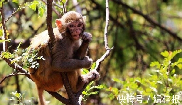 生肖|家中若有这三个生肖，8月必当贵人相助，鸿运当头，工作大红大紫