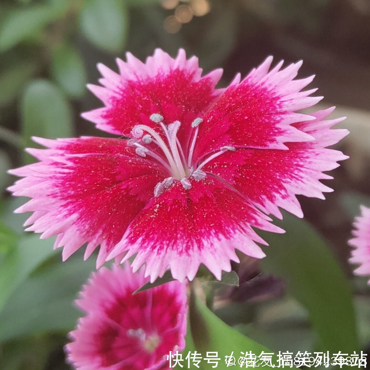 秋天是养草花的季节，12种草花现在播种，俩月就能开花