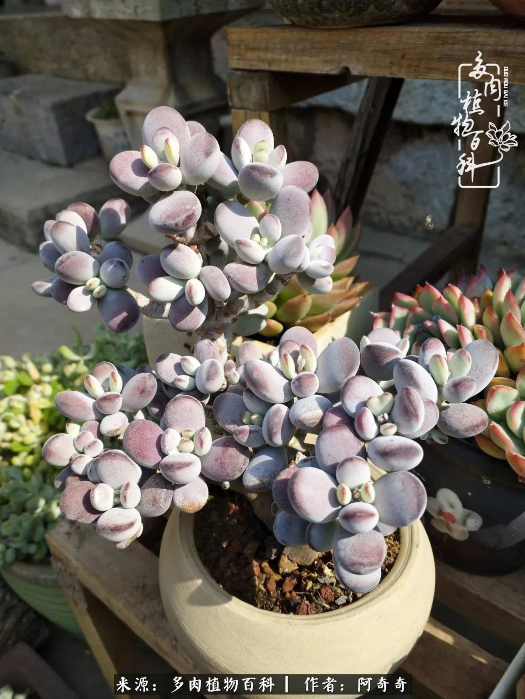 静心养多肉，只是为了在成人的世界里随波不逐流！