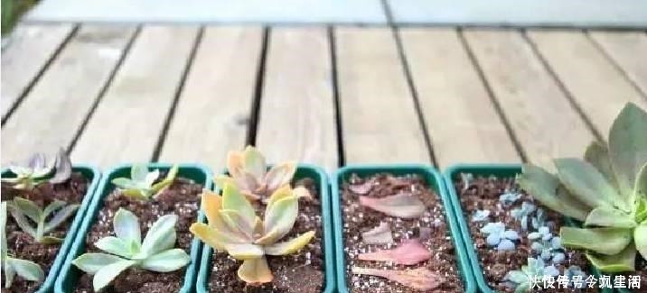 根系|刚买的多肉植物怎么养才不会死, 老花友给新手的8个建议!