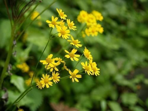 吡咯烷|4种中药别乱吃！已被医生列入伤肝“黑名单”，伤肝又伤肾