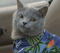 |搞笑动图:猫爪乱舞,别以为我好欺负!