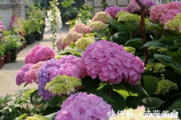 司凤为璇玑种的蓝色八仙花，现实你也能养，开花仙气十足，太美了