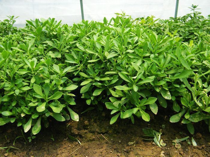 救心菜|此菜被称“养心菜”,再贵也要买,大人孩子吃了都健康,很珍贵