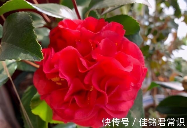 淘汰月季吧!此花一开就是小半年,花大如“脸盆”,越热越生长!