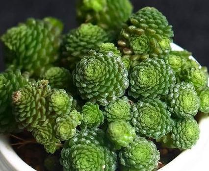 敲黑板,把握这三个关键点,让夏必死的瑞典魔男多肉安全度夏