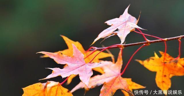 值得|西北最值得去的景区，是“沙漠中的绿洲”，古代修仙的人都住在这