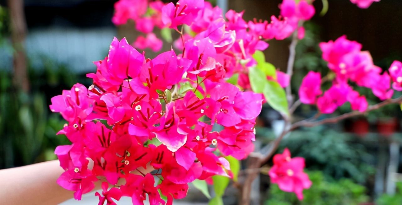 三角梅只长叶子不开花?做对了这几点!满树花苞“开”不断!