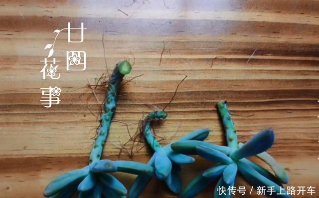 多肉有4种根型,上盆方法各不相同,现配图示意,望帮到新手肉友!