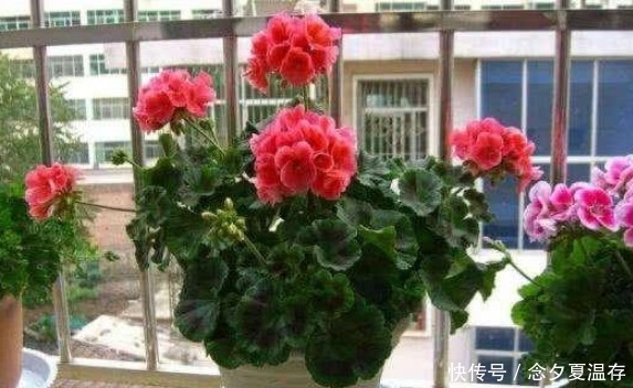 养花要“摘心”,摘完越养越好,来年长得“旺”,枝繁叶茂花期长