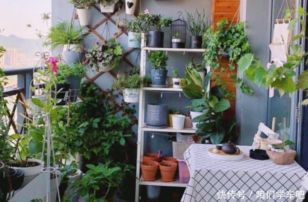 花农养花为啥成本这么低学会用小苏打,几十盆都花不了2块钱!