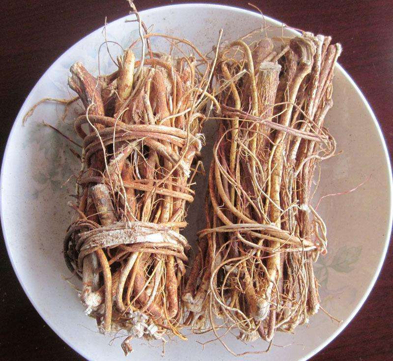 风湿痹痛|农村一种树,人称“土人参”,根部价值极为珍贵,遇见请珍惜