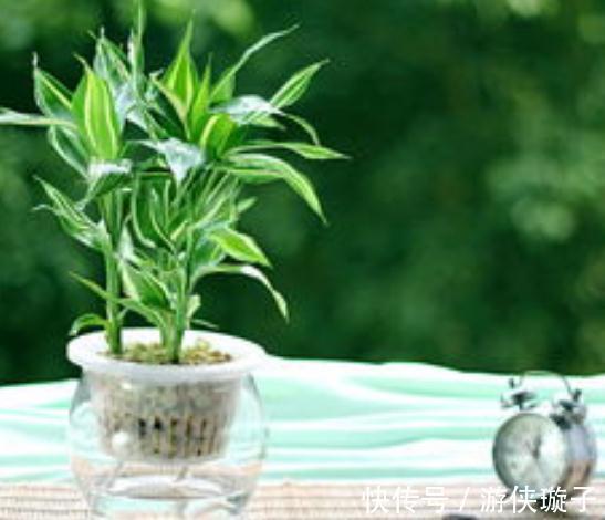 水培富贵竹叶子发黄,别急,三个小妙招轻松搞定
