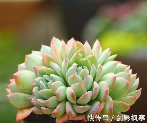 1月做好4件事,多肉开春多冒芽,养成群生肉墩子!