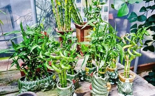 办公室的桌面上养这10植物就好打理，能舒缓压力，提高工作效率