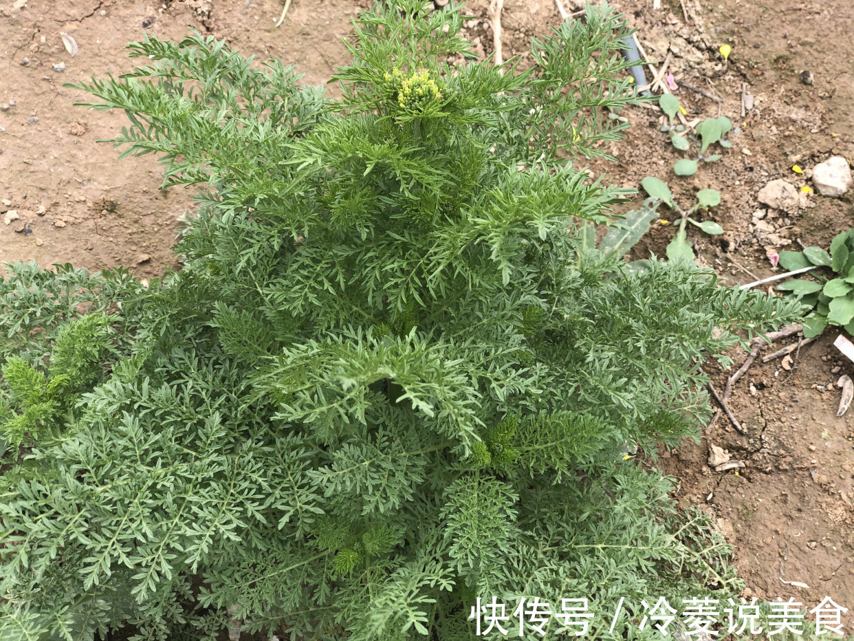 刺儿菜|这8种野菜很常见，但很多人不知道能吃，你认识几种