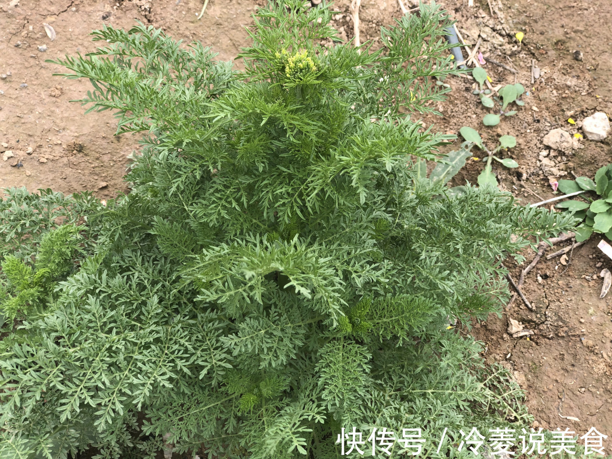 刺儿菜|这8种野菜很常见,但很多人不知道能吃,你认识几种