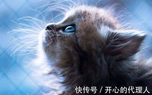 |幽默笑话:大闸蟹死前被人放在清水里饿上几天,排出废物