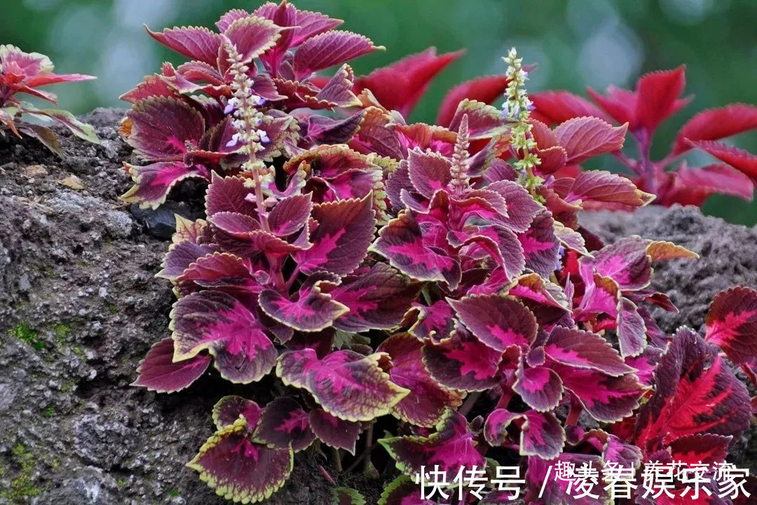 一年四季可以养在室内的开花植物和观叶植物，附新手养护教程