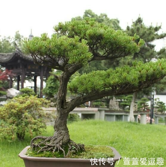 庭院种什么树最吉利,还好看?