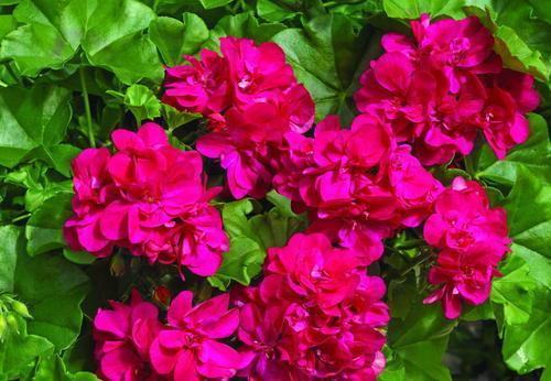 家里养天竺葵,掌握3个要点,多发芽窜花苞,养成繁花老桩!