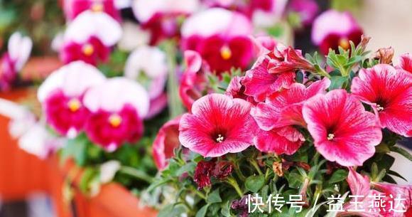 茉莉花|养此6种花要狠狠晒,越晒越能开,不然只见叶子不见花