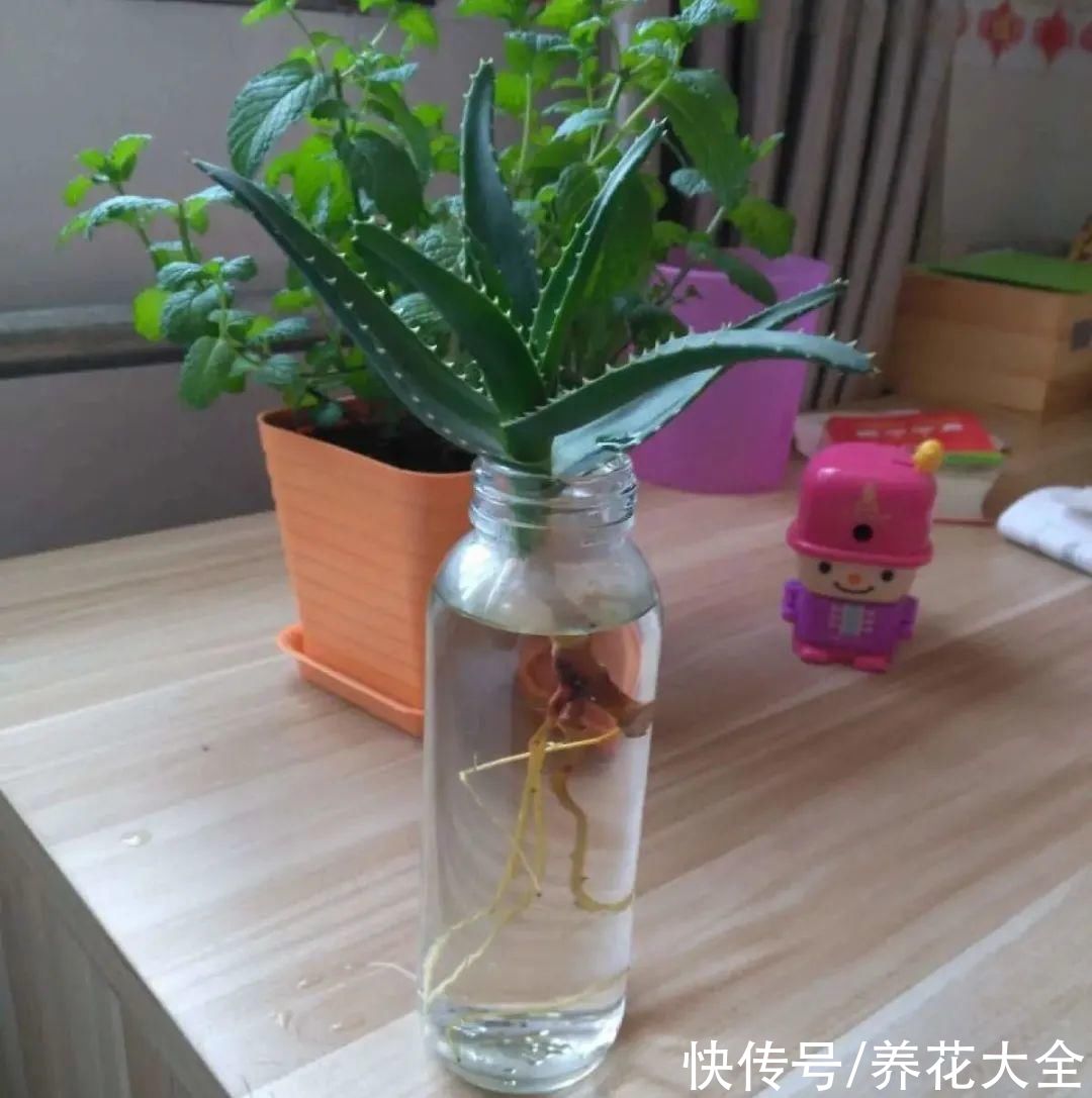 半死不活的花，扔水里，突然长疯了