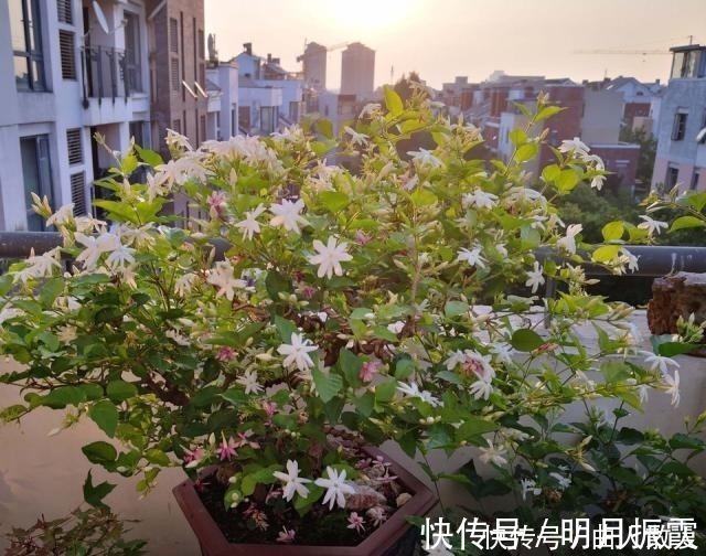 盆栽|此4种花卉,小苗的时候“不值钱”,多养今年“太值钱”,高价格!