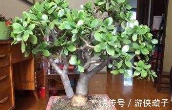 3种花冻伤不要扔,教你此样做,快速恢复生机,很有观赏性