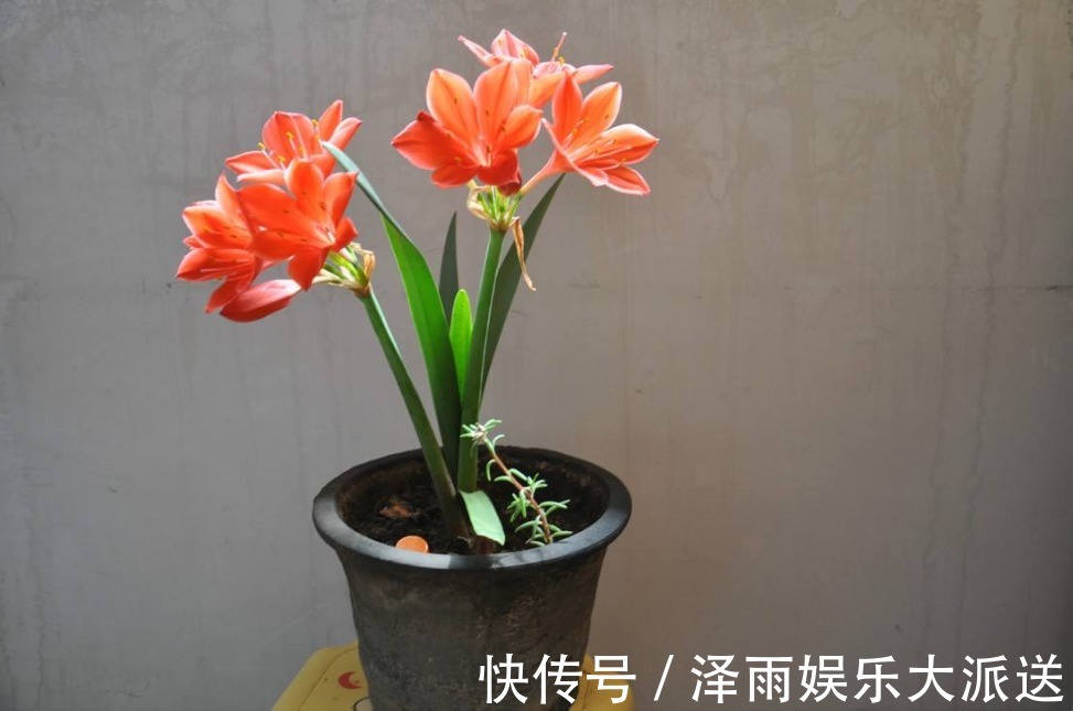 养花|三个养花小妙招，枝叶旺盛开花多，肥料以后用不到了！