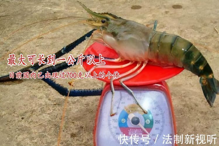 珠江|大虾入侵珠江,有人钓起一只发现满腹虾卵,这是要开始繁殖?