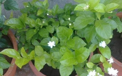 不清楚养花该怎么施肥，用什么肥，就抓紧跟着学吧！