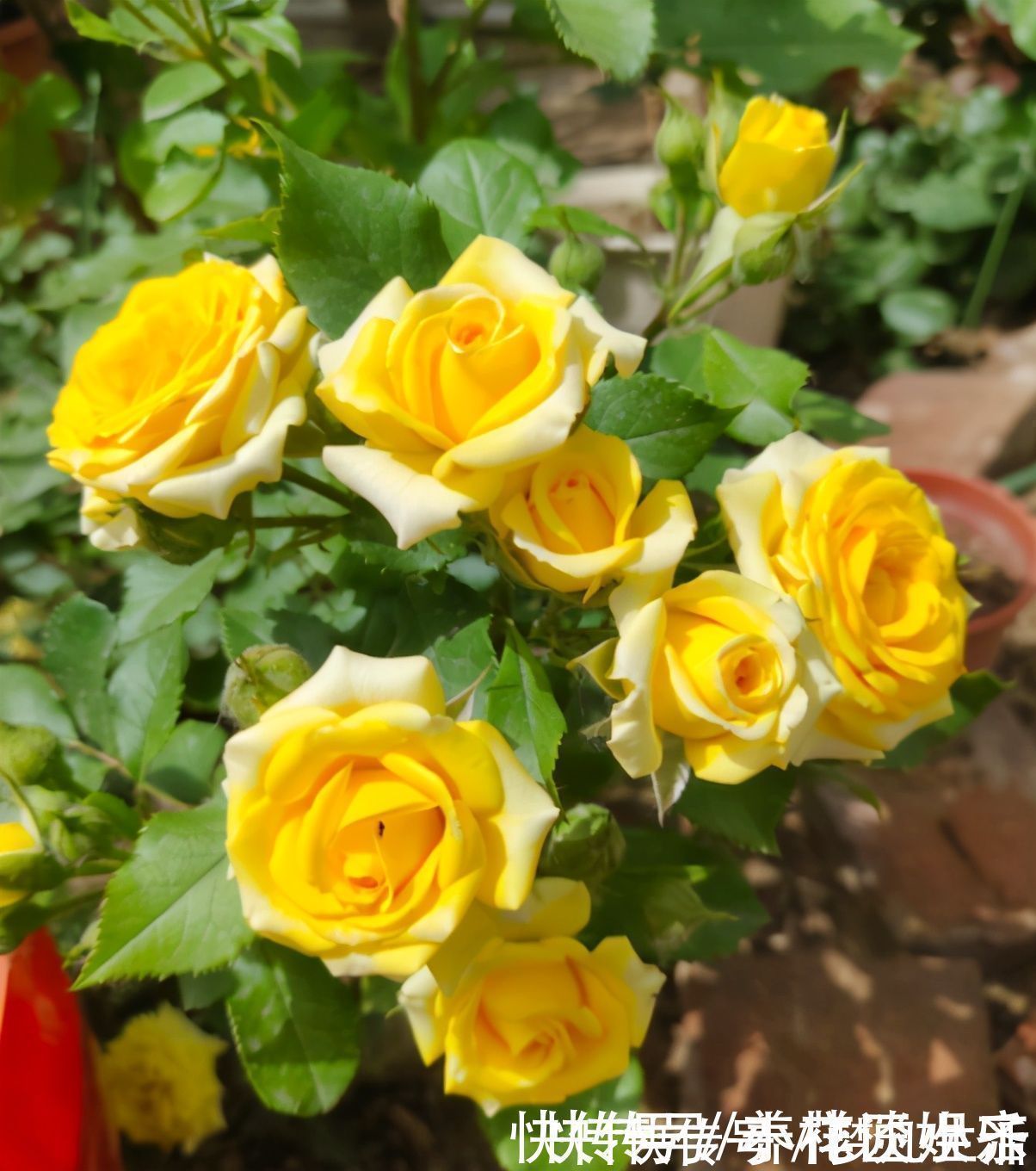 花苞|想让盆栽月季快速爆盆？趁着刚长芽，小苗只需做好3步就可以