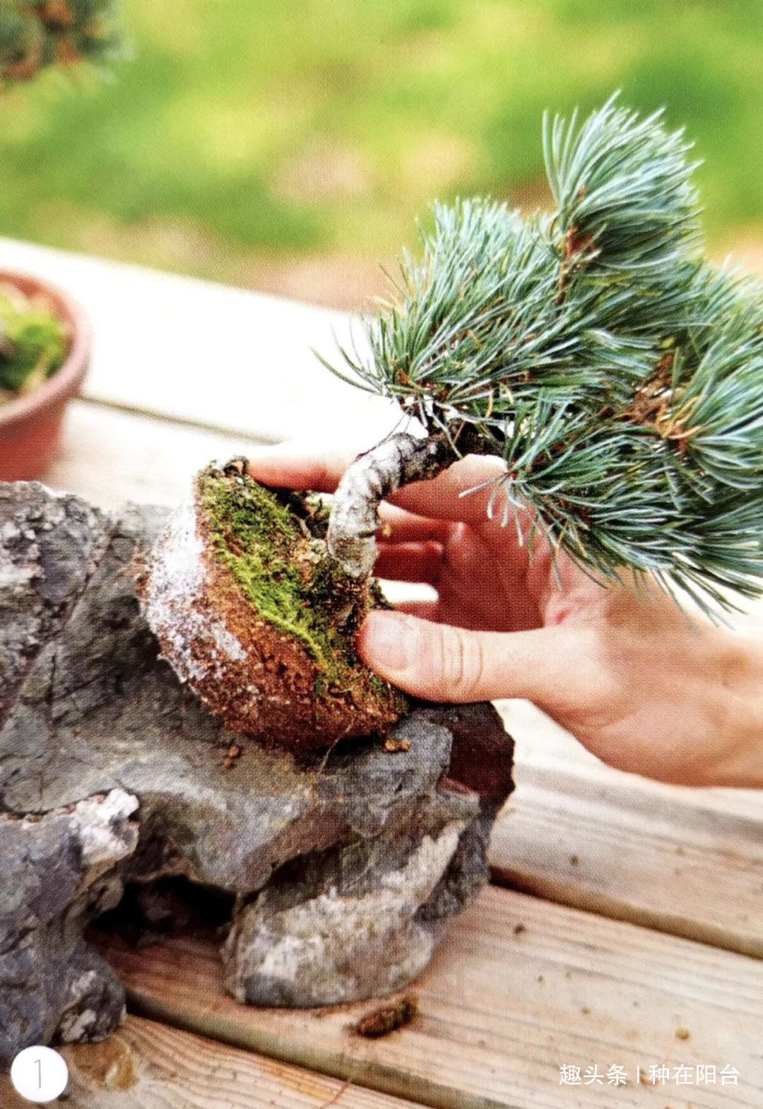 魅力|“岩石与树枝”一步步完美契合,叹服附石盆景的魅力无人能挡!